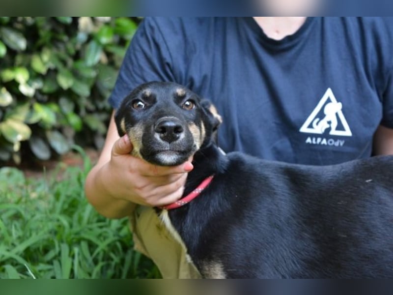 Damiana - ein schüchternes Hundemädchen sucht Sicherheit