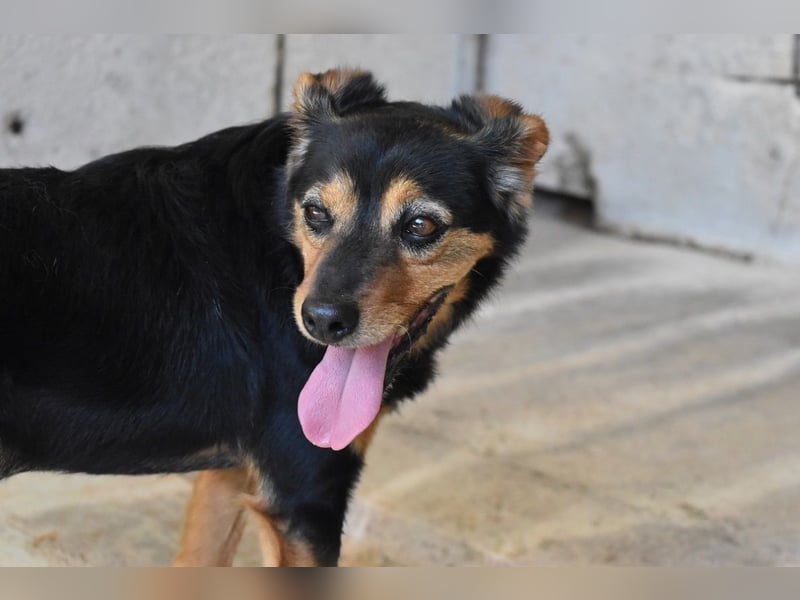 Grigor - Kleiner Angsthase sucht großes Verständnis