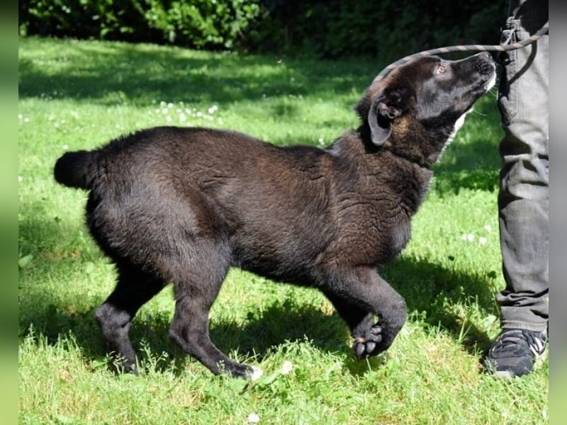 Mansour - einer unter 700 im Hundelageralltag