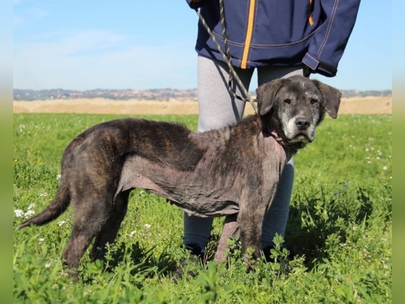 Gweni - SOS - Hoffnung auf ein Ende der Odyssee