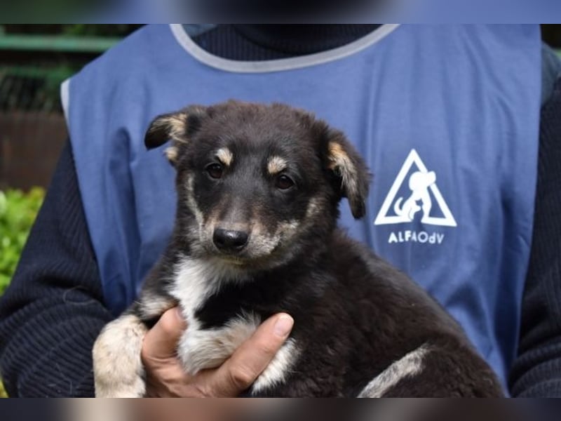 Vessilia - Kuckuck...hallo...sind da draußen Menschen?