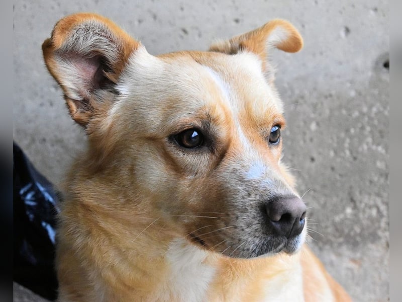 Sigrid - es ist wankelmütig, dieses Schicksal