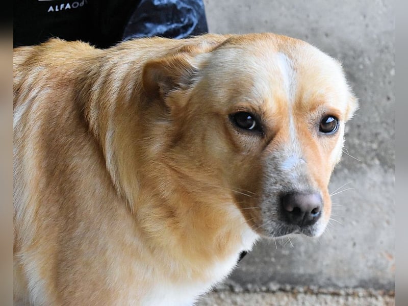 Sigrid - es ist wankelmütig, dieses Schicksal