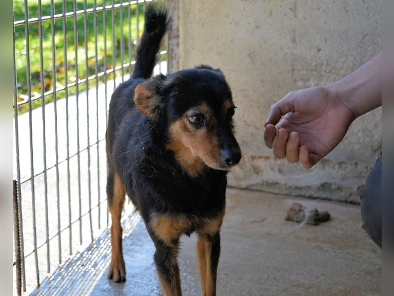 Grigor - Kleiner Angsthase sucht großes Verständnis