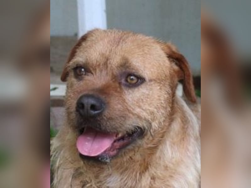 Icarus - Ein freundlicher Charmeur