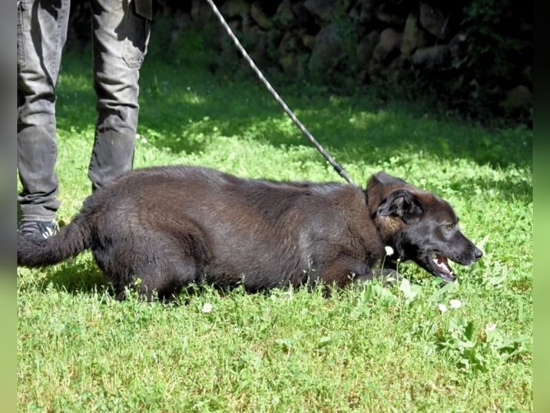 Mansour - einer unter 700 im Hundelageralltag