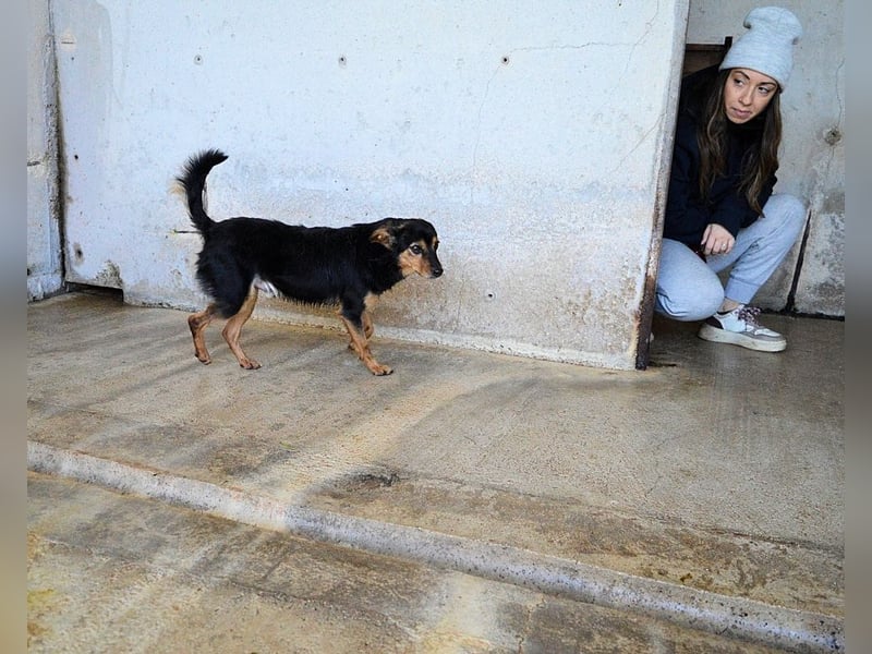 Grigor - Kleiner Angsthase sucht großes Verständnis