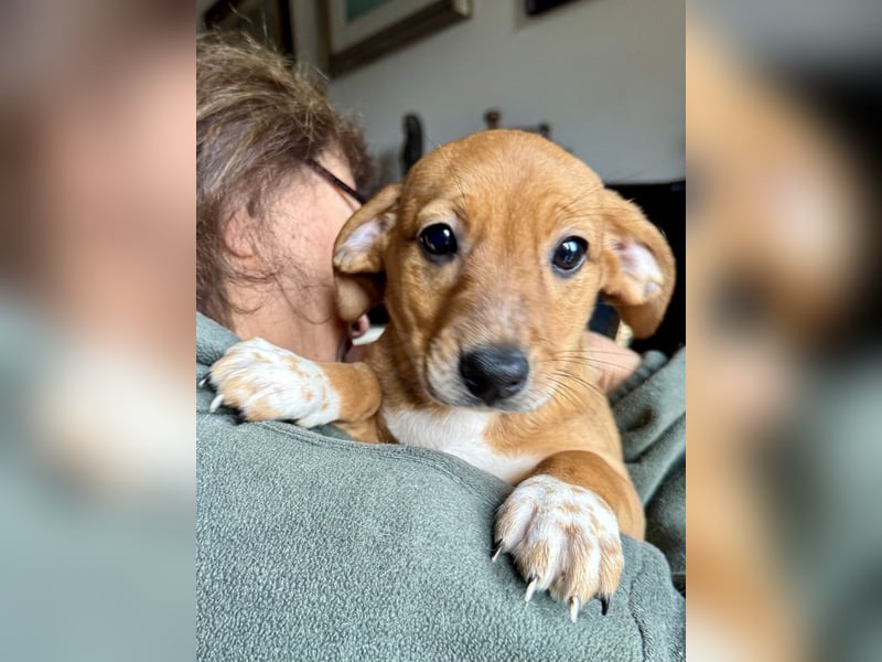 Sandorah - (Dringend Pflegestelle oder Zuhause gesucht) Wo darf ich ankommen?