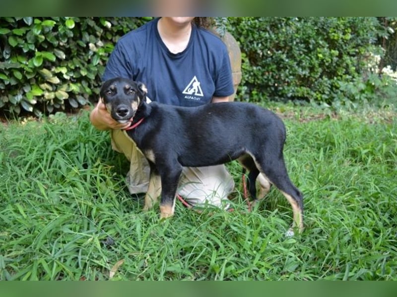 Damiana - ein schüchternes Hundemädchen sucht Sicherheit