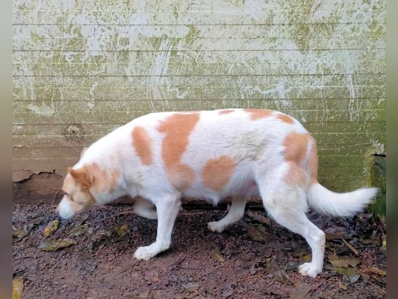 Shylyn - Es war einmal ...