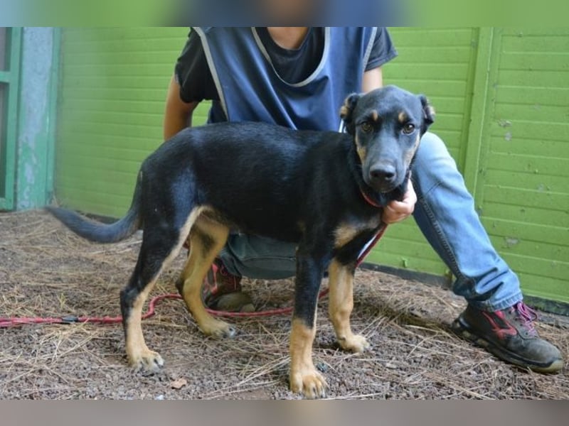 Djamica - fröhliche Junghündin mit offenem Herzen