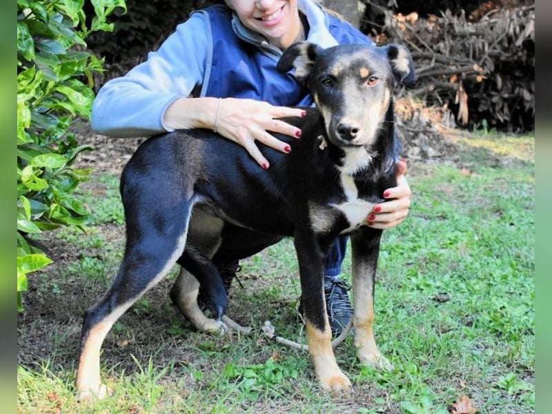 Damiana - ein schüchternes Hundemädchen sucht Sicherheit