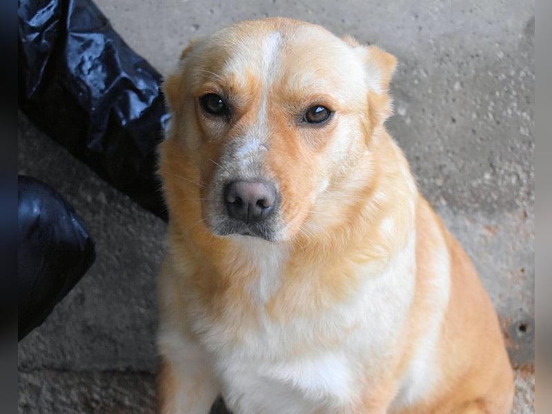 Sigrid - es ist wankelmütig, dieses Schicksal