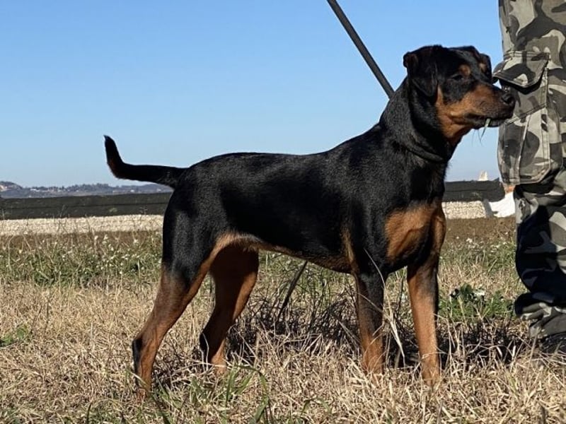 Anny - Ältere Hundedame sucht ihren Prinzessinnenplatz