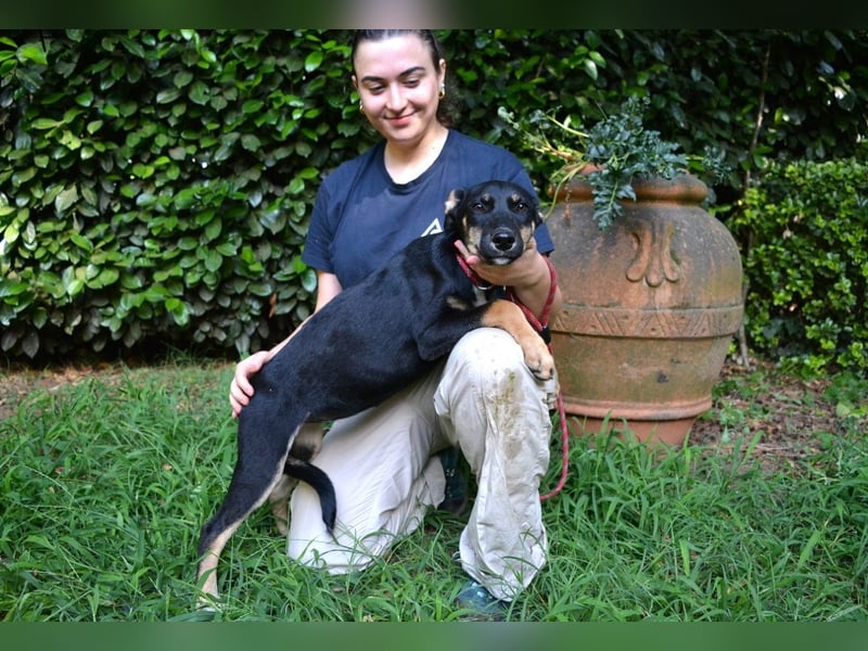 Damiana - ein schüchternes Hundemädchen sucht Sicherheit