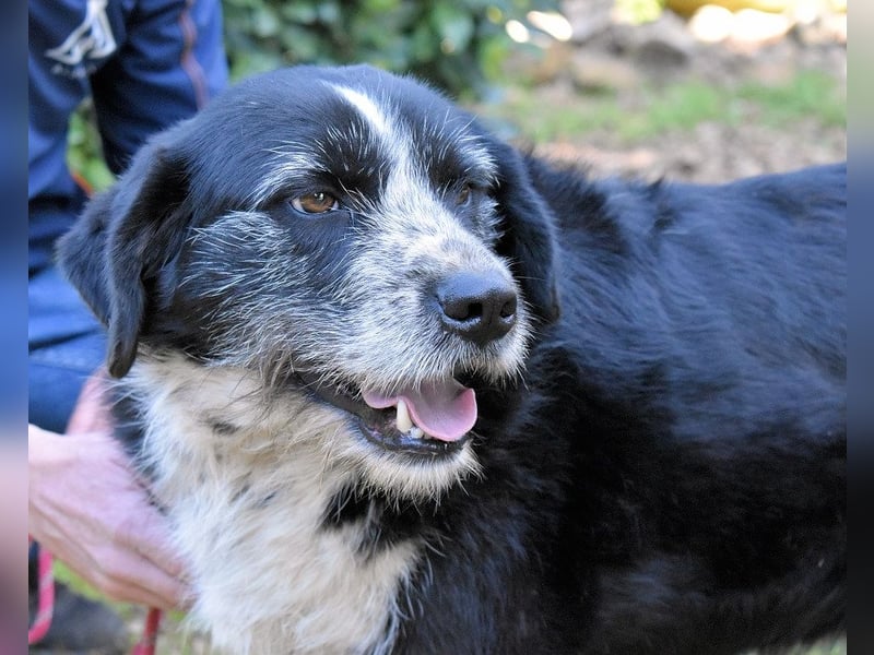 Dino - Gentleman auf Irrwegen