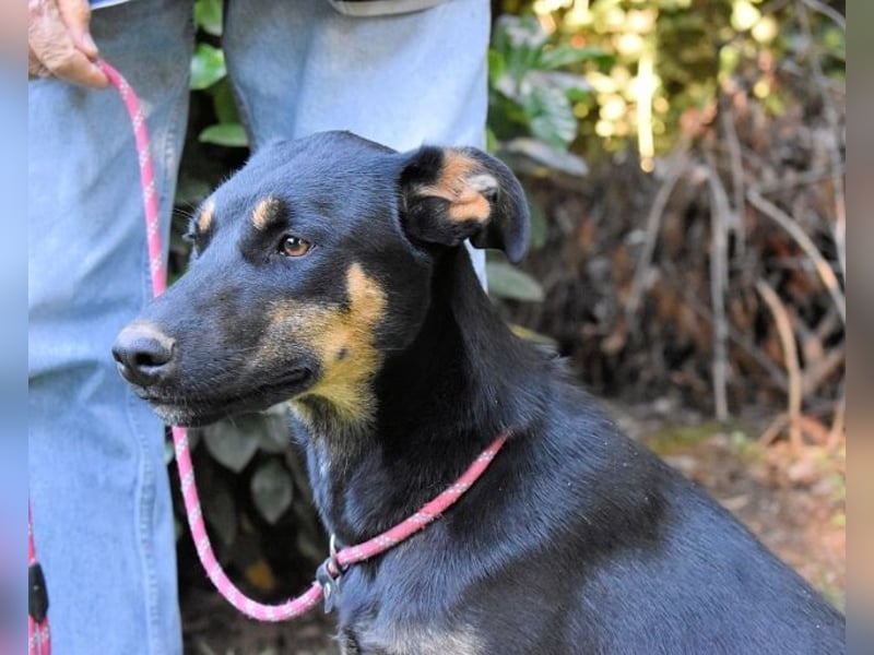 Djamica - fröhliche Junghündin mit offenem Herzen