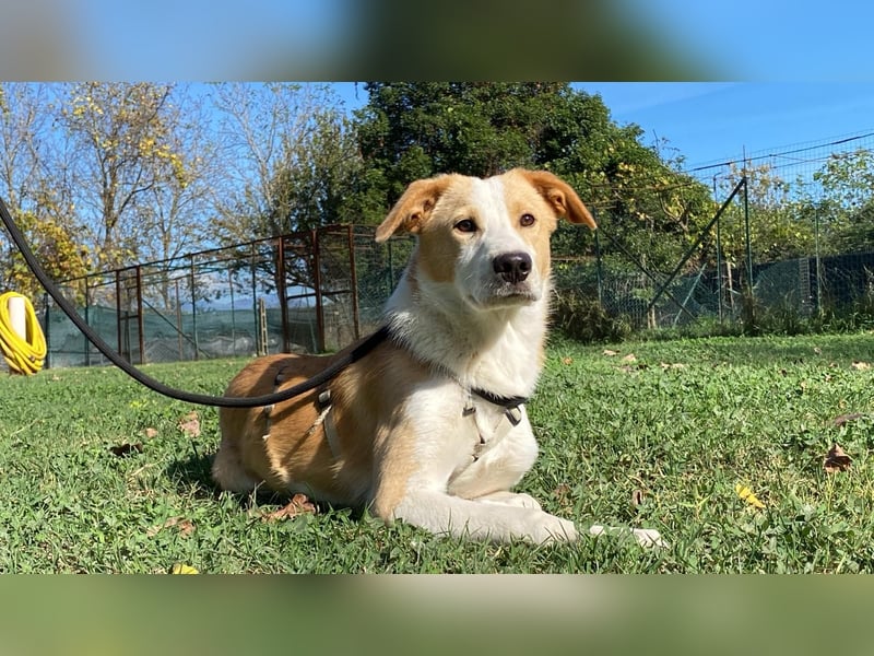 Wurstel - Die leise Hoffnung, dass etwas Besseres kommt