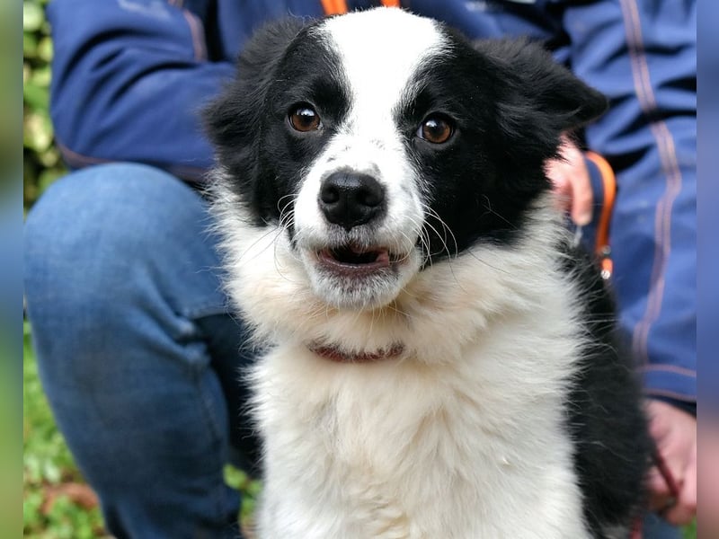 Crix - Hat seine Fledermausohren auf Empfang