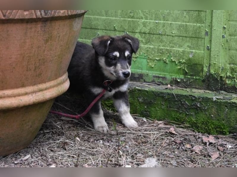Vistella - Kuckuck...hallo...sind da draußen Menschen?
