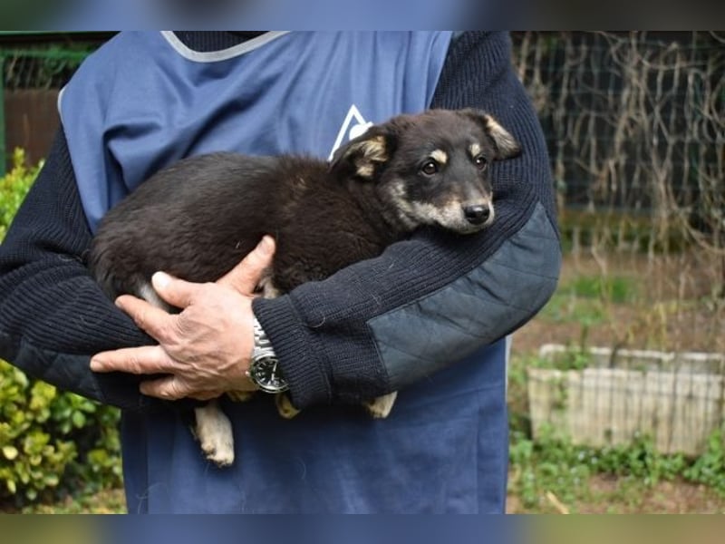 Vessilia - Kuckuck...hallo...sind da draußen Menschen?