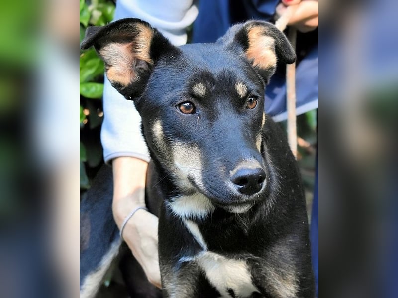 Damiana - ein schüchternes Hundemädchen sucht Sicherheit