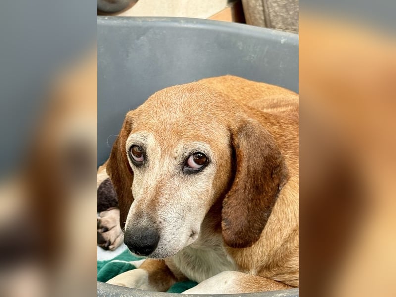 Silke - Streunerin möchte nach Hause