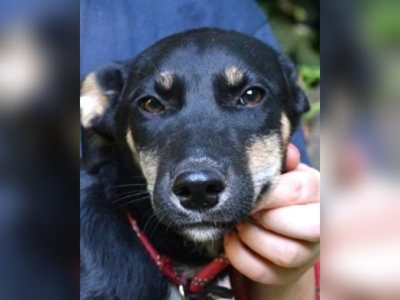 Damiana - ein schüchternes Hundemädchen sucht Sicherheit