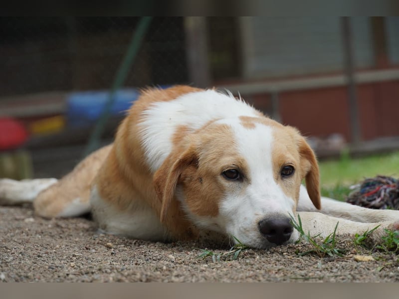 Wurstel - Die leise Hoffnung, dass etwas Besseres kommt