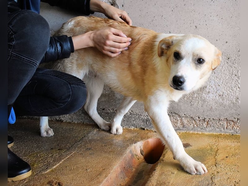 Simbad - Ein verlässlicher Partner...