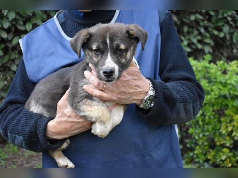Virox - Kuckuck...hallo...sind da draußen Menschen?