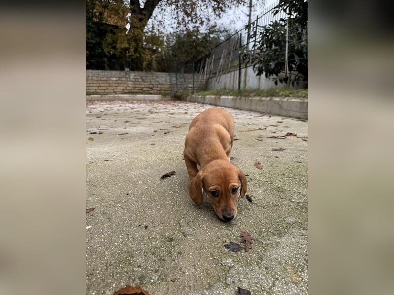 Sandorah - Rehbraunes Stückchen Zucker