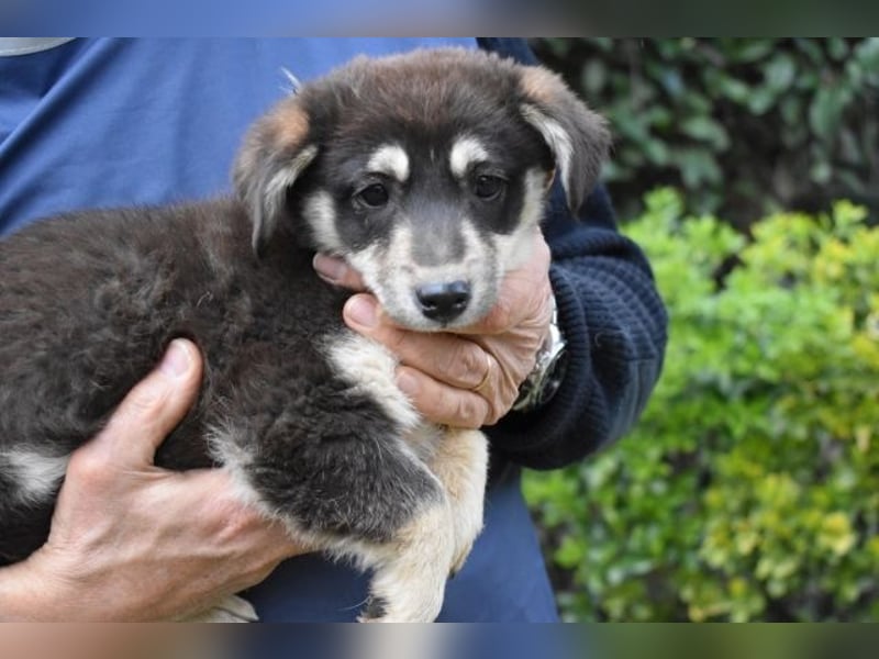 Vistella - Kuckuck...hallo...sind da draußen Menschen?