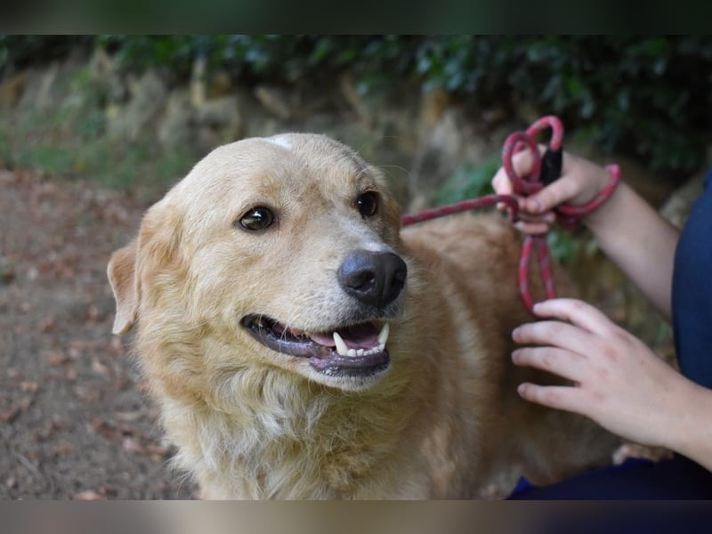 Gibble - Wie ein Wort, das auf der Zunge liegt ...