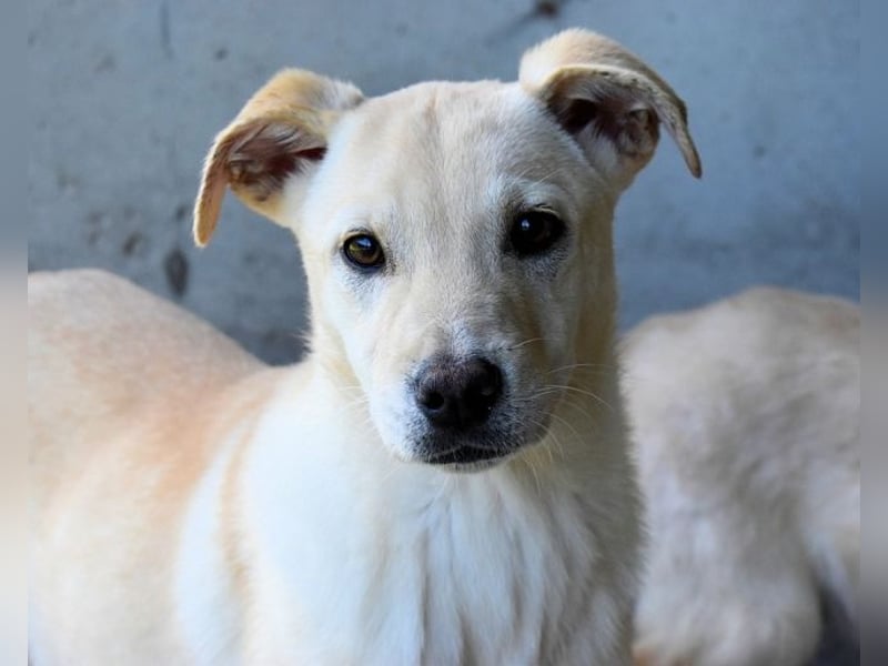 laro - gesucht: ein Post-it mit "Sicherheit"