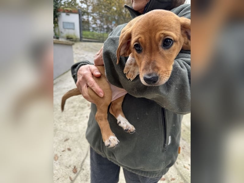 Sandorah - Rehbraunes Stückchen Zucker
