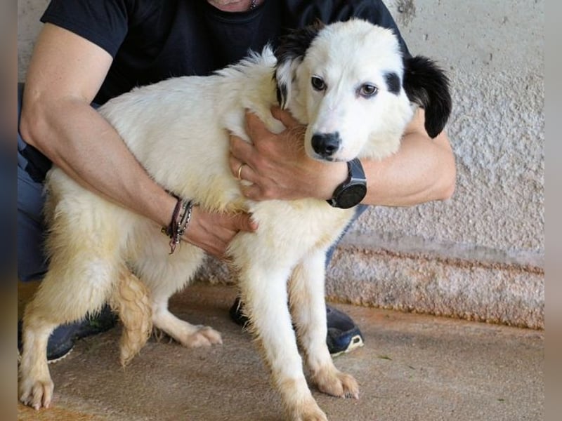 Rylando - Ein Anfang, der nie kam