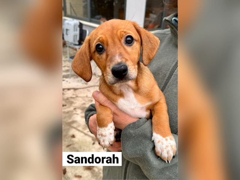 Sandorah - Rehbraunes Stückchen Zucker