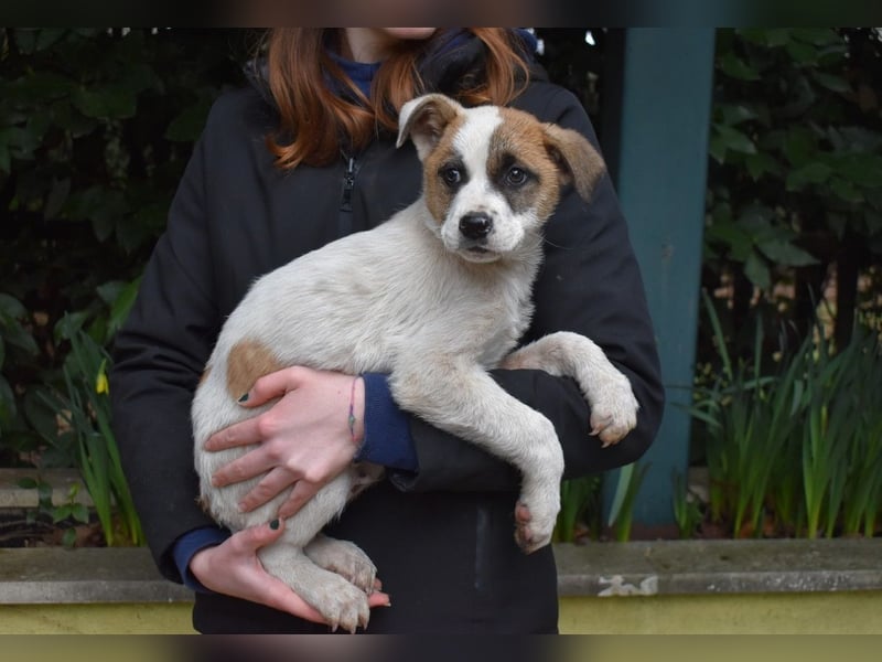Elenio - SOS - Dringend Zuhause gesucht - Ein leuchtendes Fellknäuel