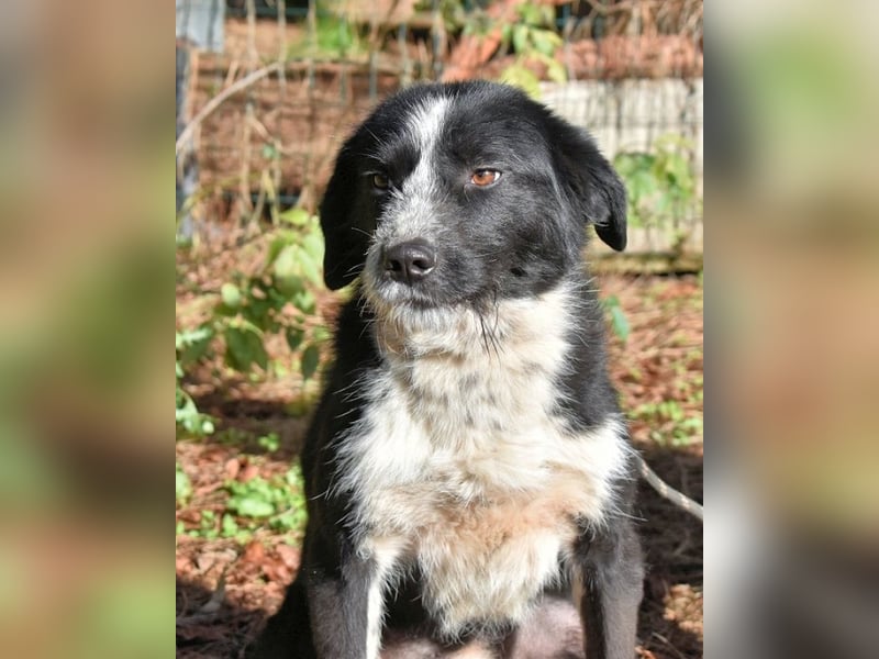 Dino - Gentleman auf Irrwegen