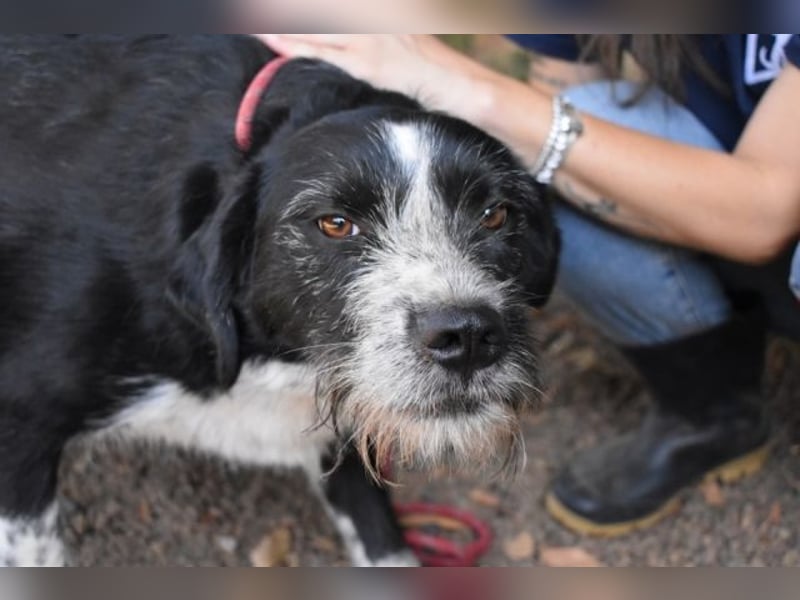 Dino - Gentleman auf Irrwegen