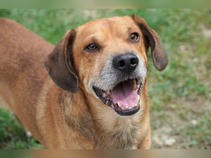 Houdini - Sind Sie Houdinis Houdini?