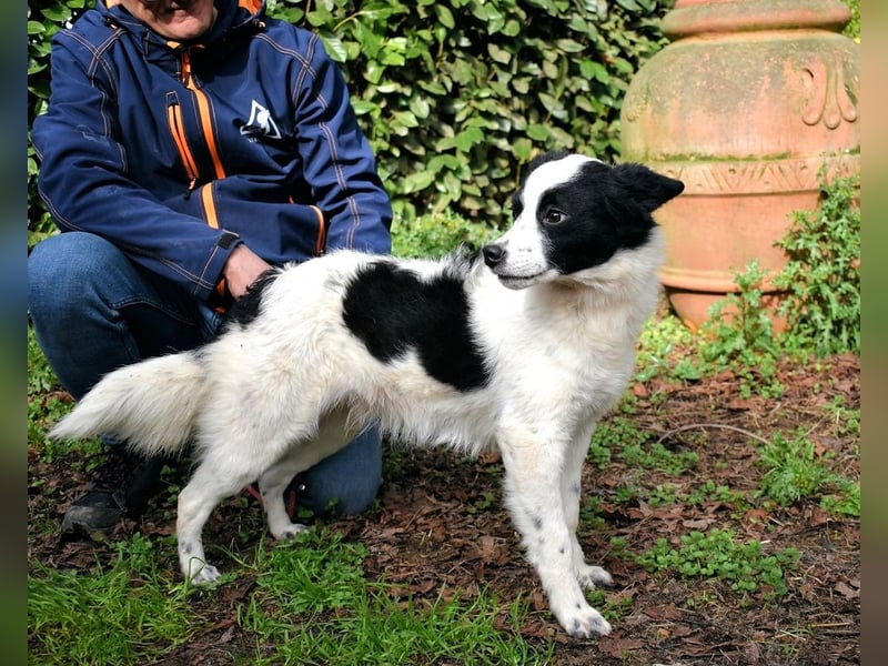 Crix - Hat seine Fledermausohren auf Empfang