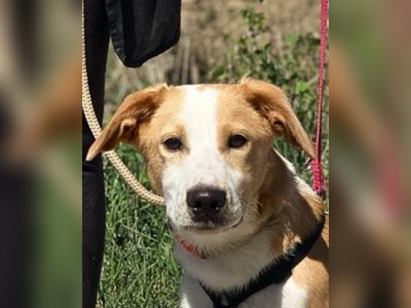 Wurstel - Die leise Hoffnung, dass etwas Besseres kommt