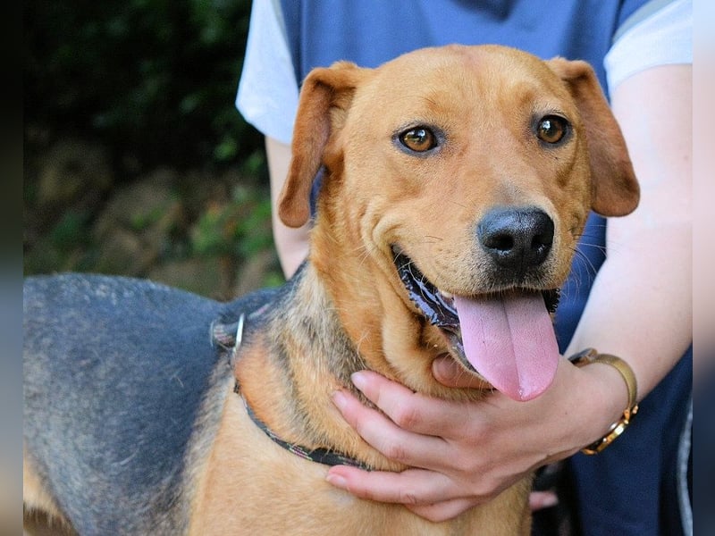 Linnea - Hauptsache ihr großes Herz passt in`s Körbchen