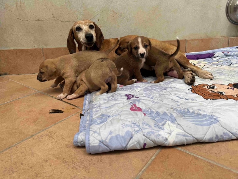 Salvina - (Dringend Pflegestelle oder Zuhause gesucht) wo darf ich ankommen?