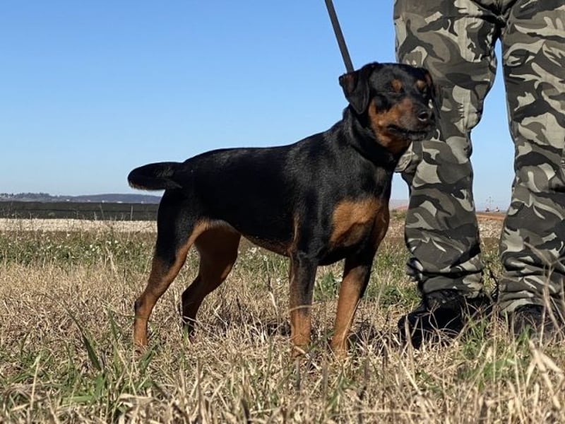 Anny - Ältere Hundedame sucht ihren Prinzessinnenplatz