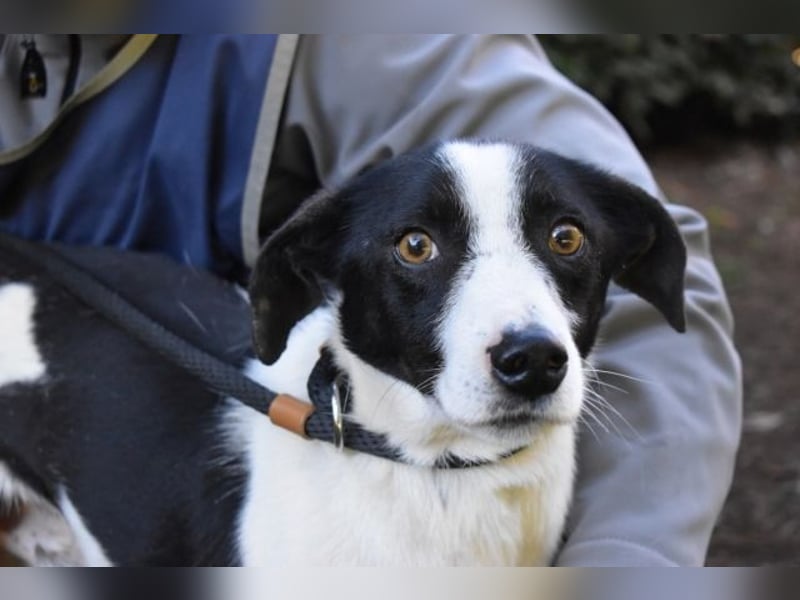 Halcyon - Ein böser Traum, Halcyon, nur ein böser Traum?