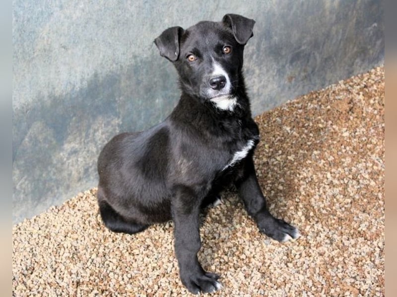 Mansour - einer unter 700 im Hundelageralltag