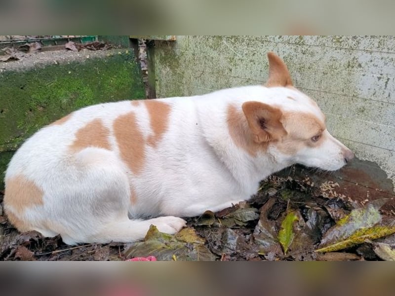 Shylyn - Es war einmal ...